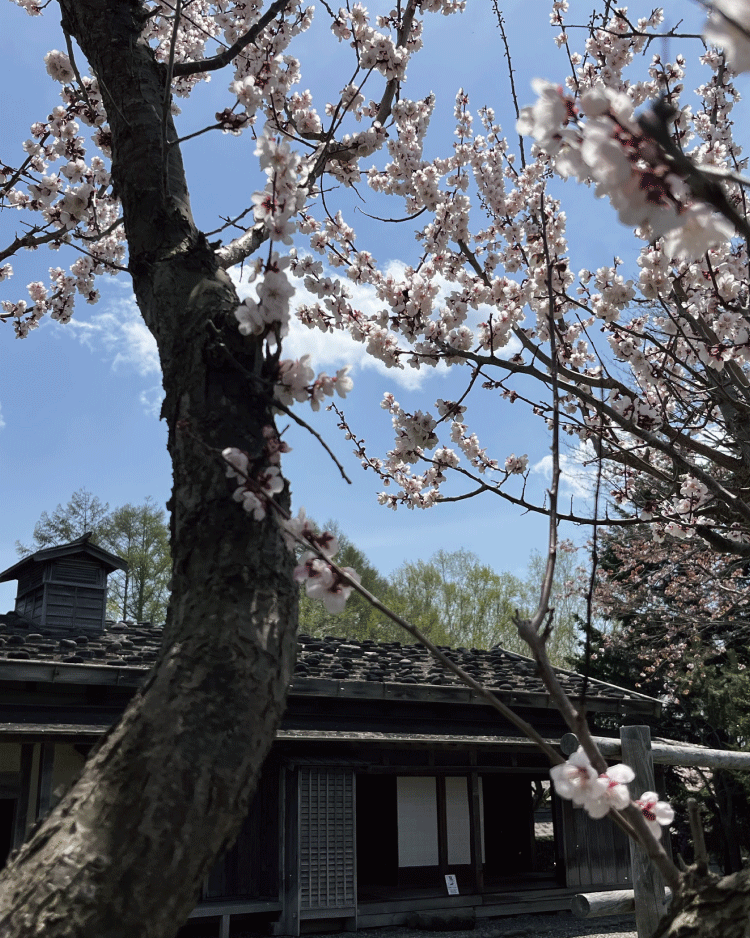 旧岩間家農家住宅と梅の花